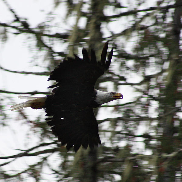 Eagle Fly By Photograph