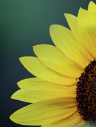 Poster / Fine Art Print Poster / Fine Art Print
